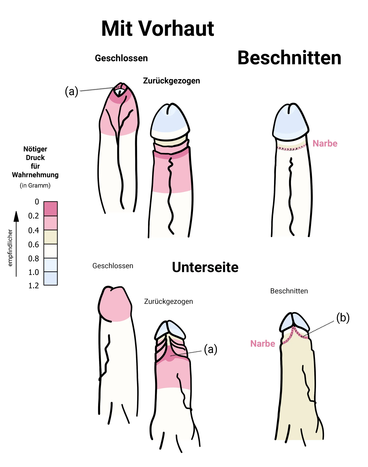 Sensibilität eines Penis mit und ohne Vorhaut (Beschnitten)